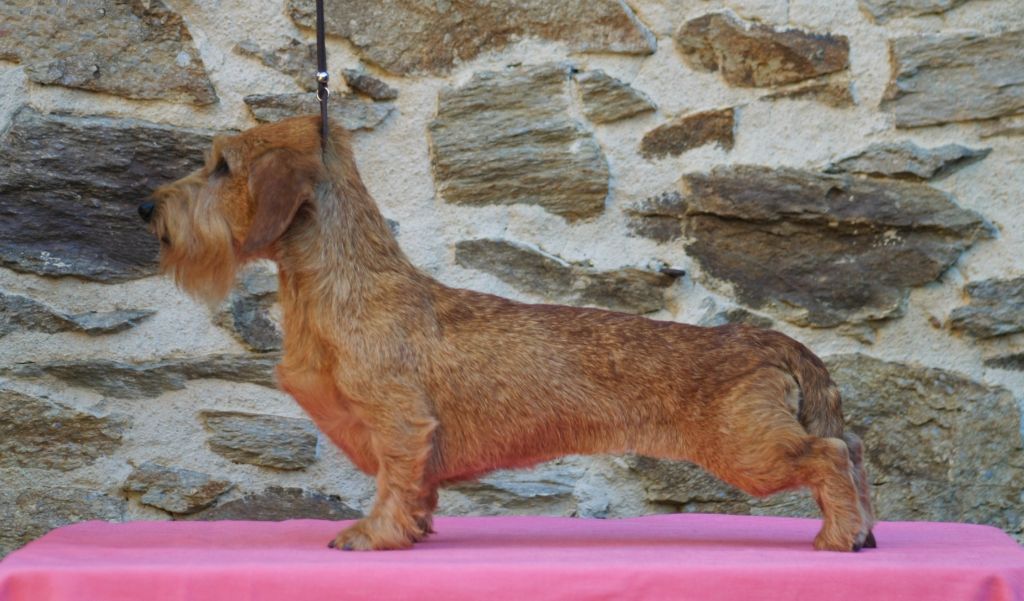 Tyrannic Shalalaouate