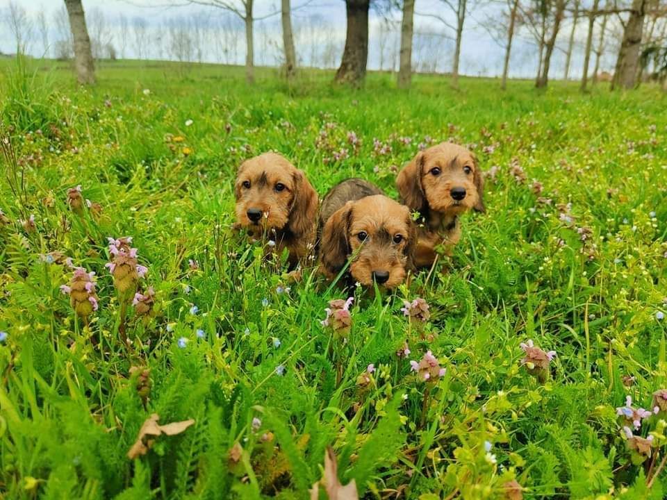 Il paraît que c'est le printemps !!!