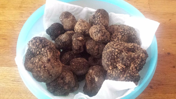 du temple d'eole - PREMIÈRE RÉCOLTE DE TRUFFES D'ÉTÉ