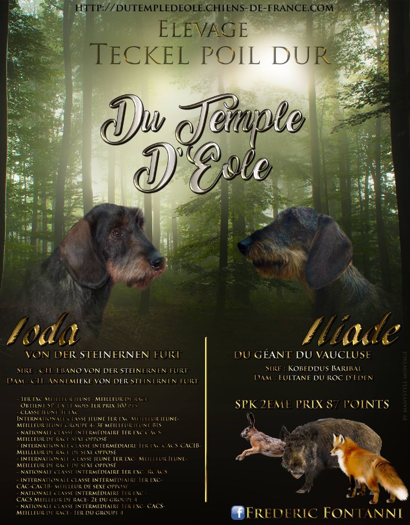 du temple d'eole - Magnifique chiots Teckels Standard à Poils Durs